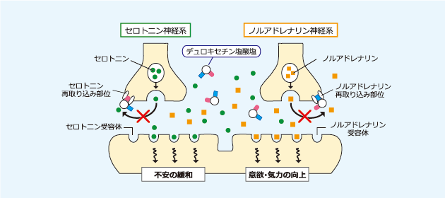 オピオイドδ受容体作動薬の作用機序を解明！新規向精神薬としての応用へ前進～グルタミン酸による神経伝達を抑制し、神経細胞自体の興奮も抑制する ...