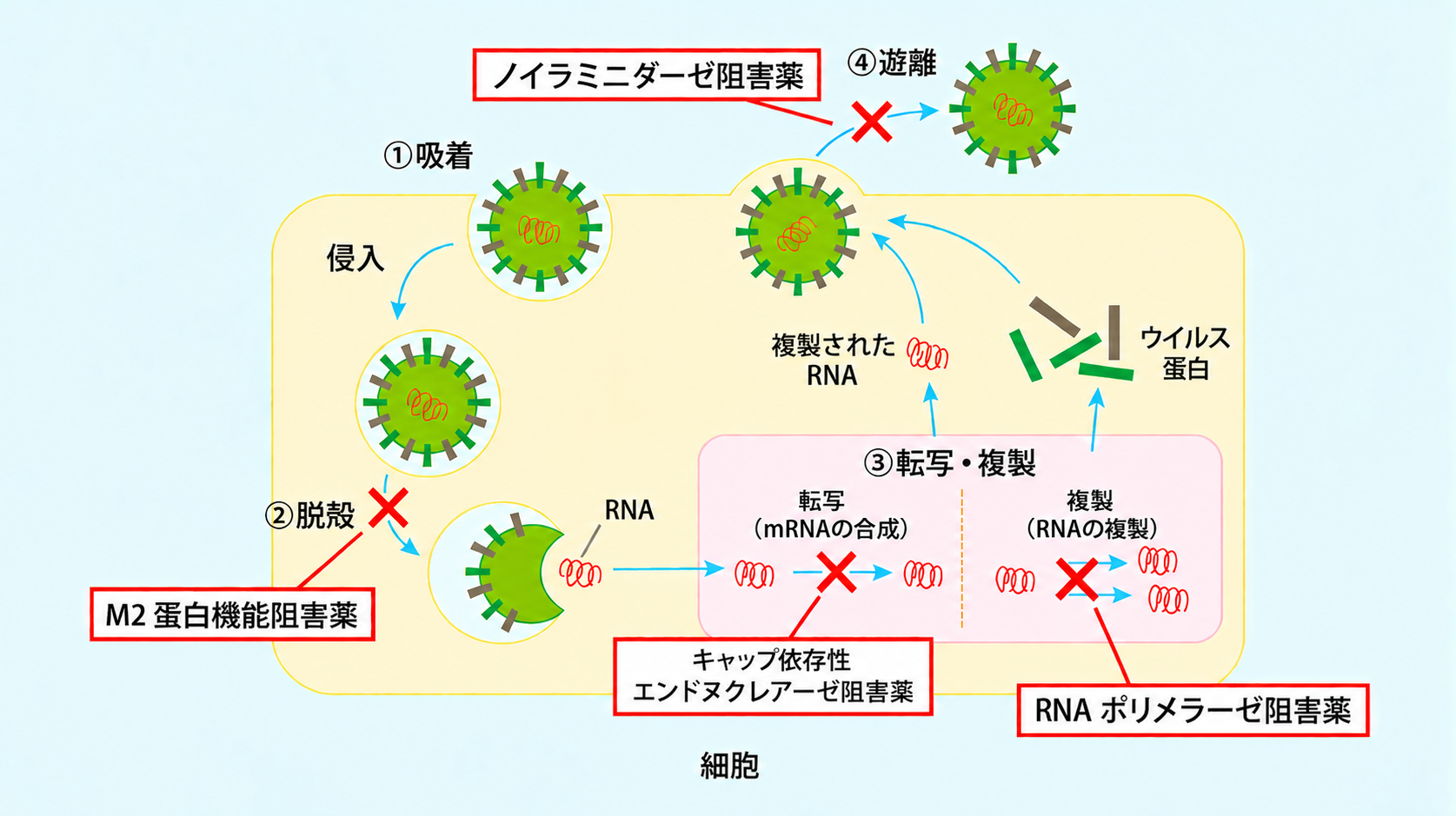 インフルエンザウイルスの増殖過程と抗インフルエンザウイルス薬の作用点。M2蛋白機能阻害薬は脱殻、キャップ依存性エンドヌクレアーゼ阻害薬はmRNAの合成、RNAポリメラーゼ阻害薬はRNAの複製、ノイラミニダーゼ阻害薬は増殖したウイルスの遊離を阻害する。